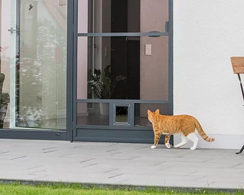 Katze auf der Terrasse läuft in Richtung einer Katzenklappe in einer Fliegengittertür