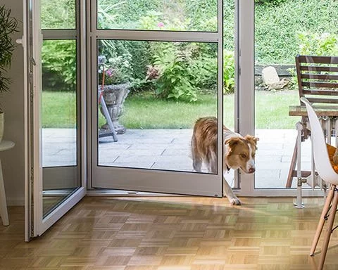 Hund kommt durch eine Fliegengitter-Pendeltür ins Wohnzimmer